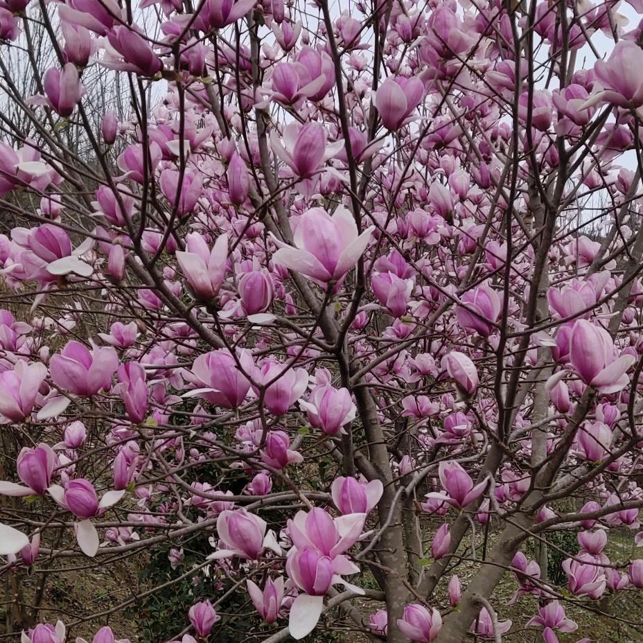 春天的花开