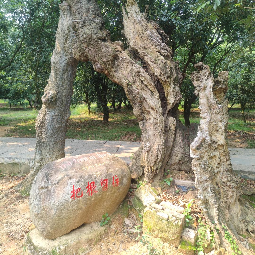 种植交流
