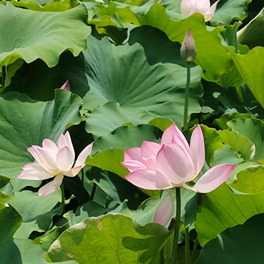 茜茜老师