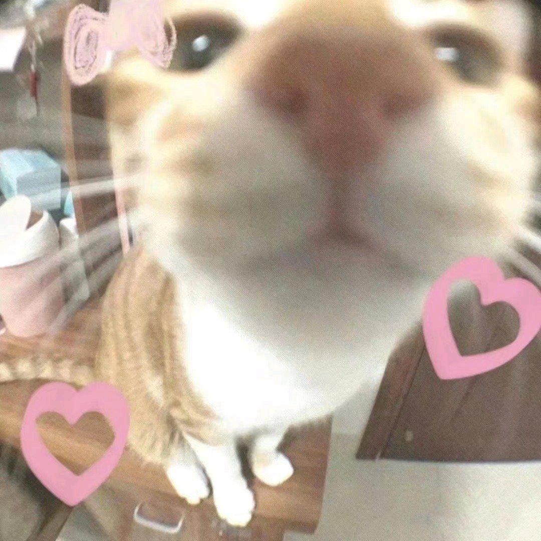 真喜欢哥
