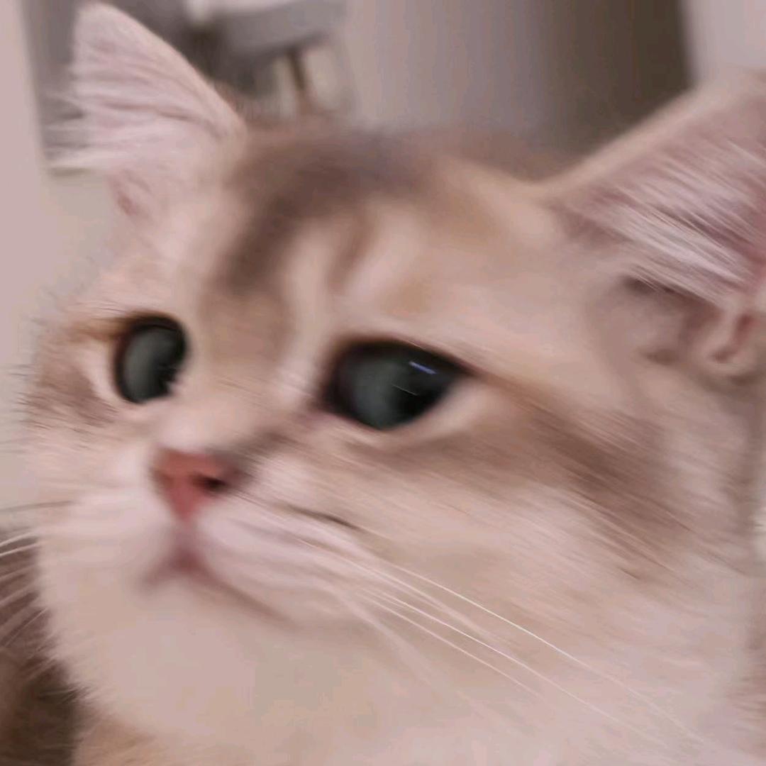 甜豆是豆不是猫