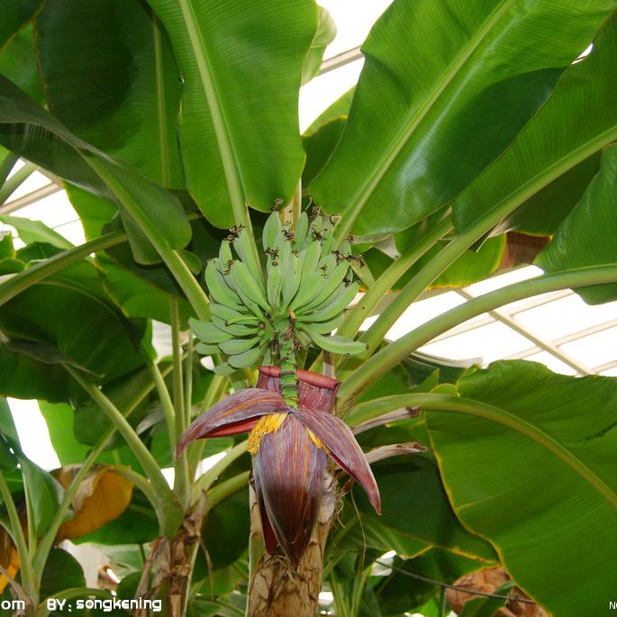 百苗汇园艺专营店