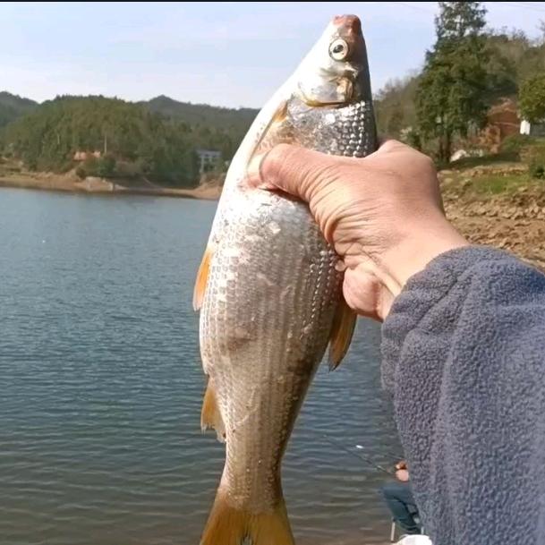 小童钓鱼(鲔口)