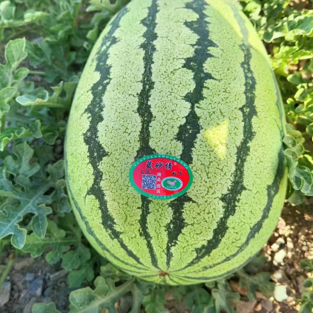 兄弟联盟果蔬专业代卖代销（西瓜大王）