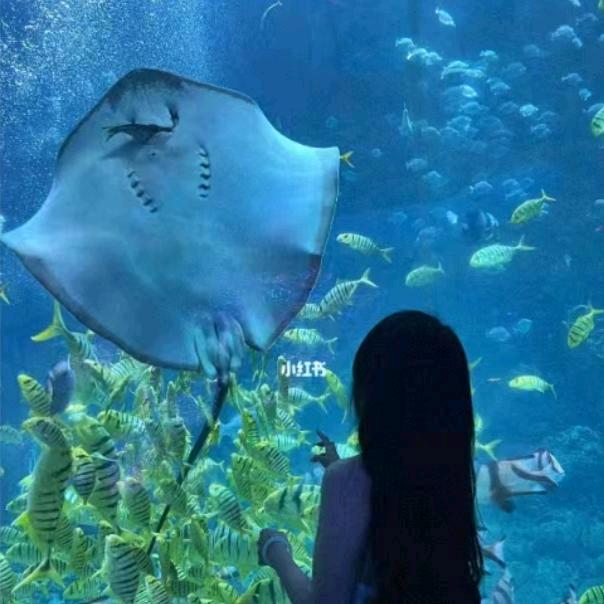 开心果爱旅游