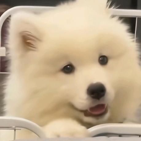 D.大熊
