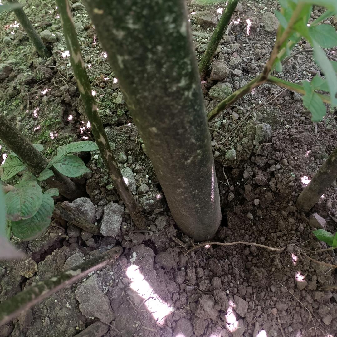 我是搞种植小吴