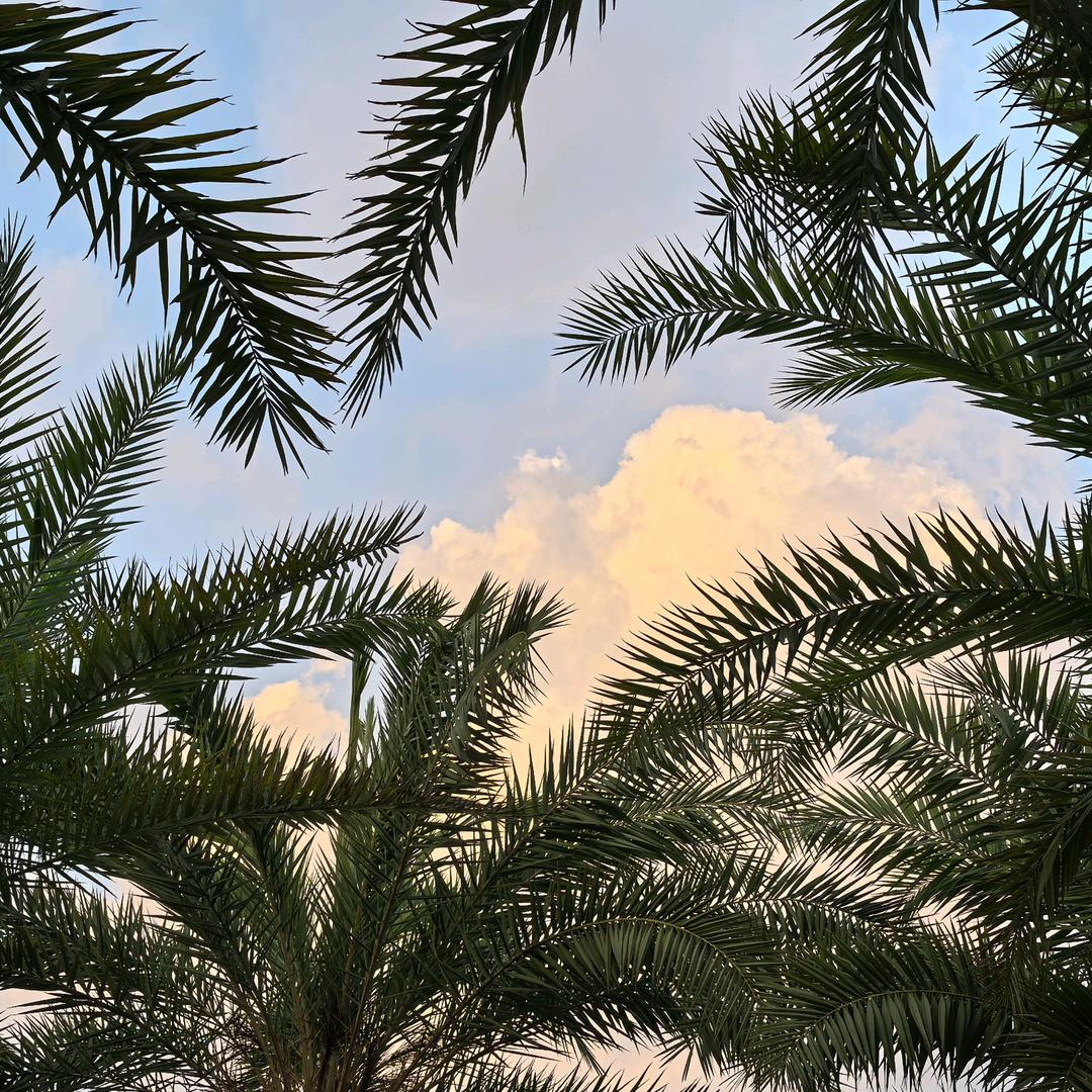 爱滑滑板的长颈鹿