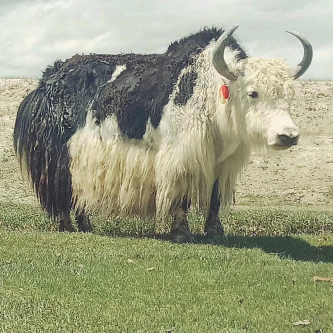 1376🐎