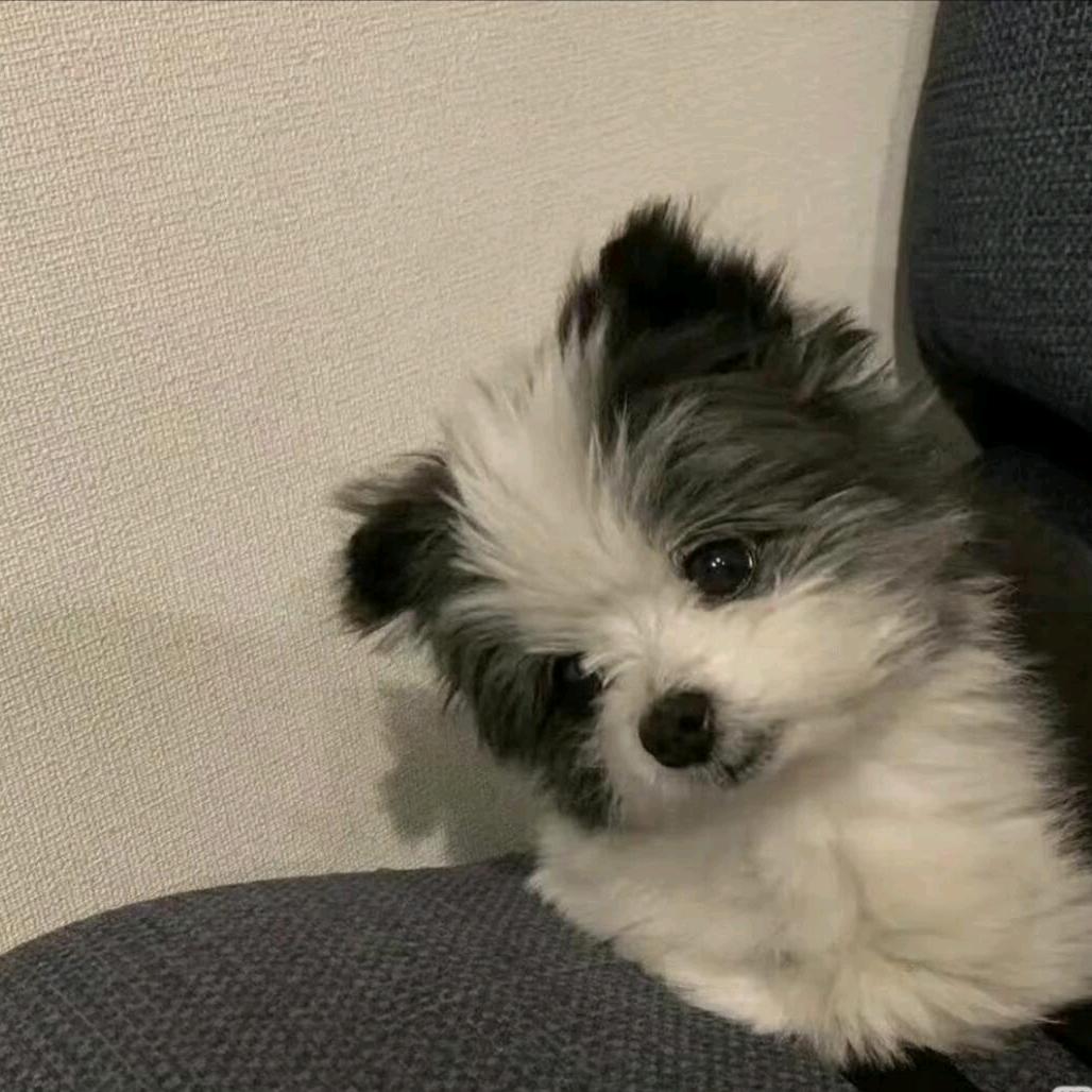 张涵涵头像