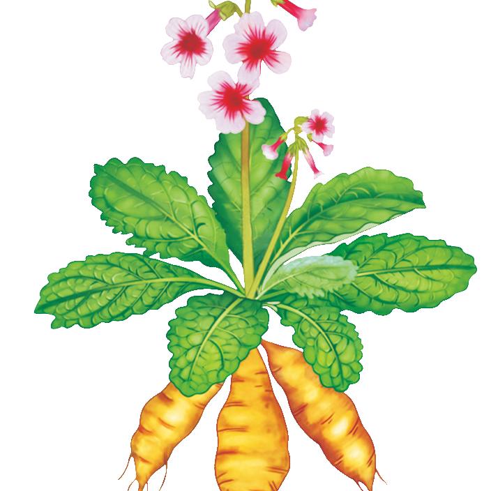 河南怀地黄营养滋补生活坊