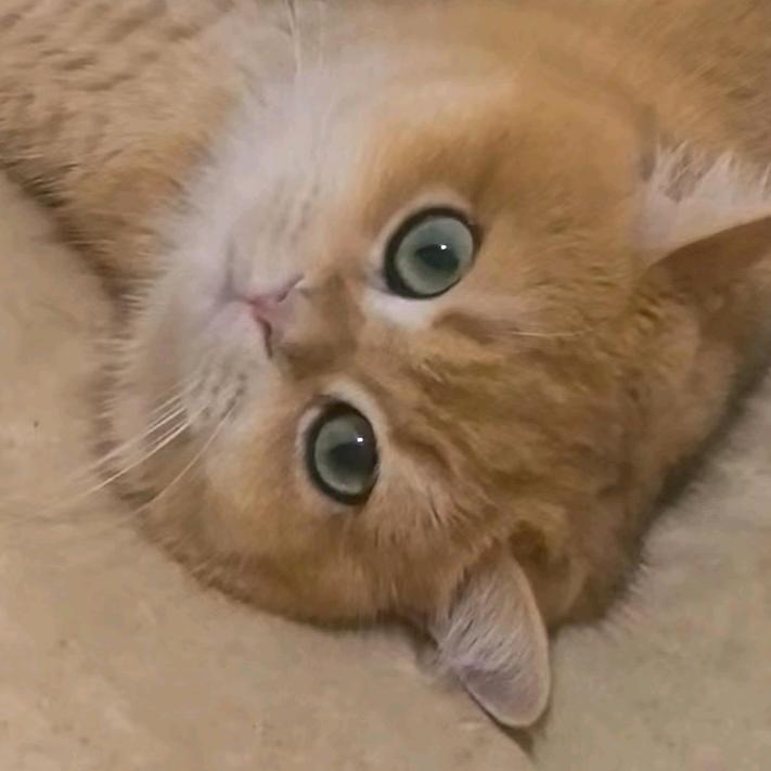 辉煌家的猫猫