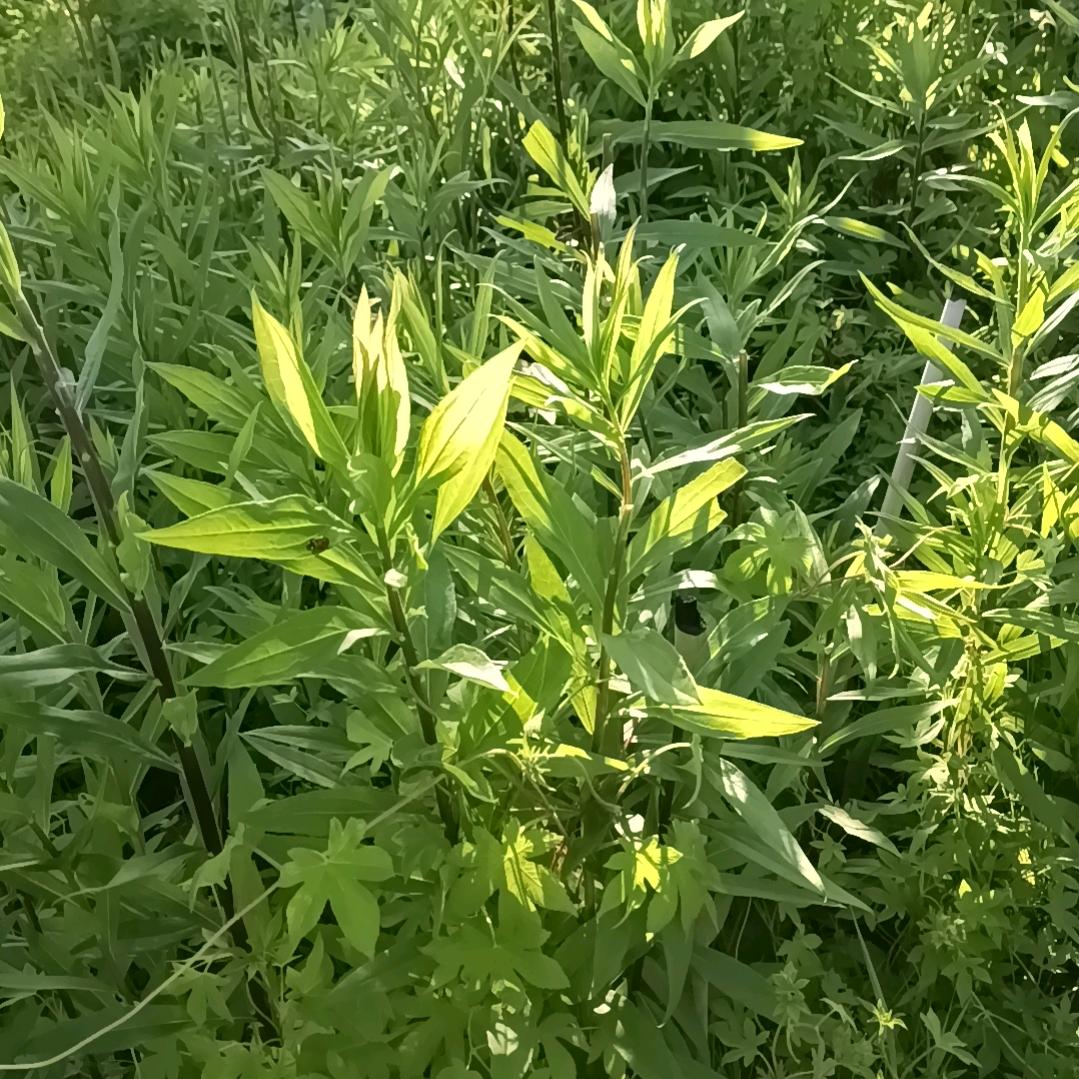 🍃叶子