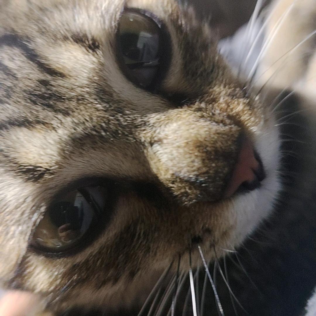 双生客