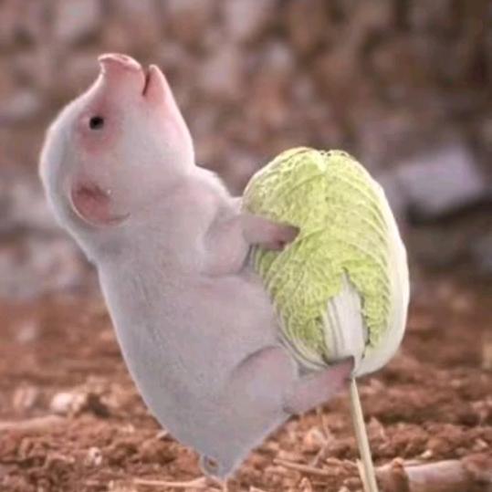 酒驾驾🍺白菜哥哥