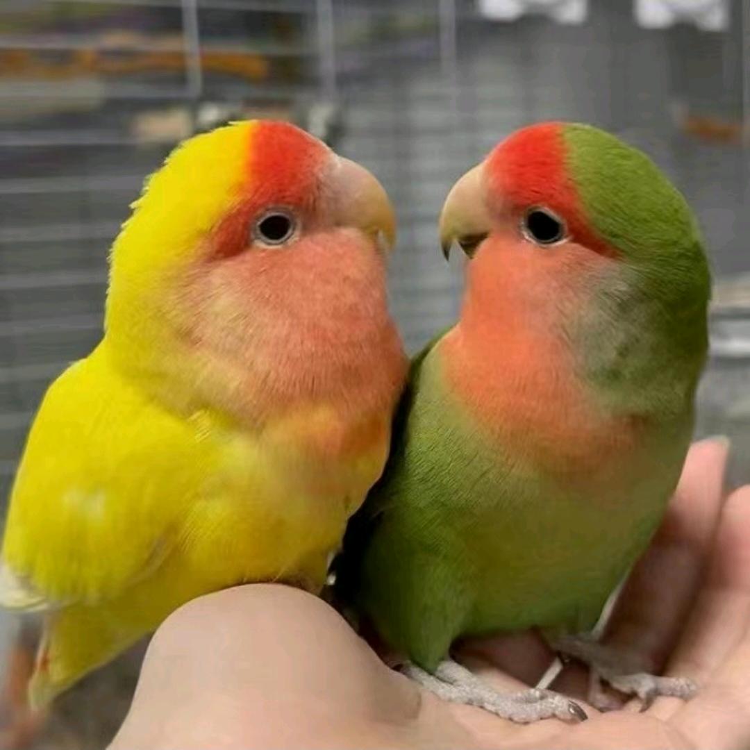 多多训鸟日常