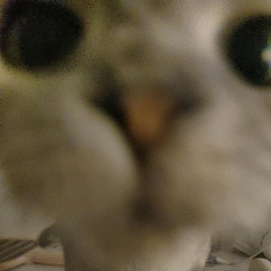 红中.