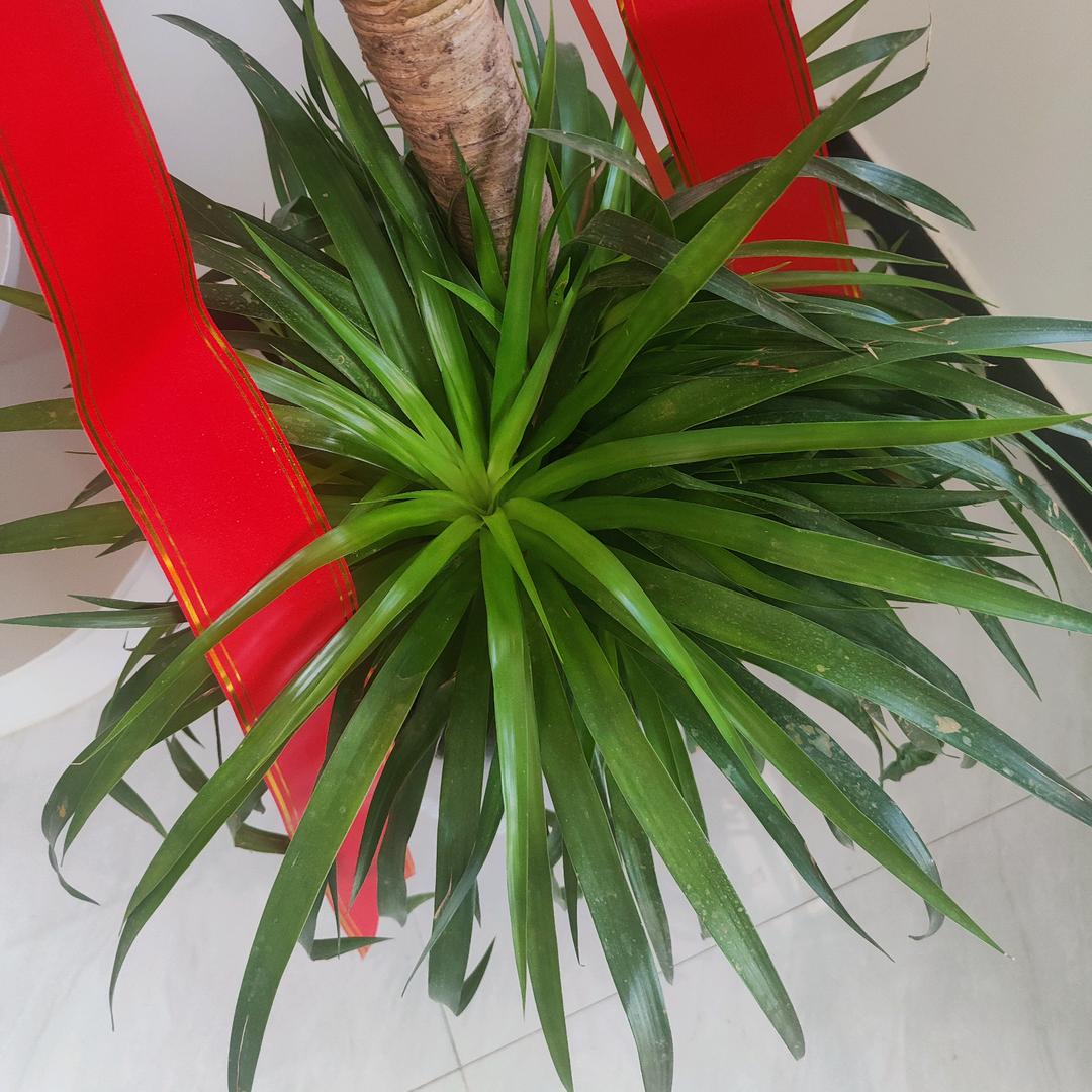 自由飞翔
