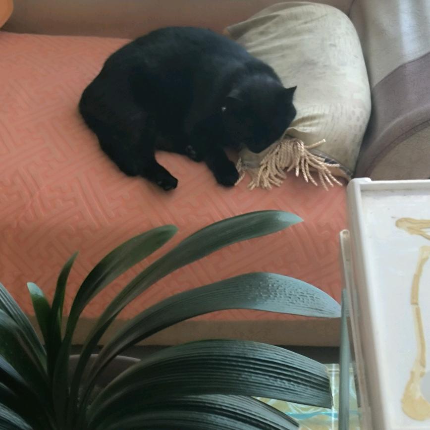 猫咪