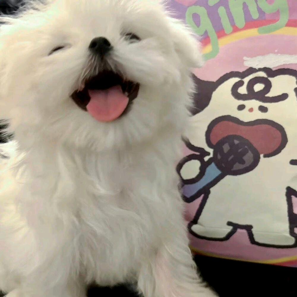 小叮当