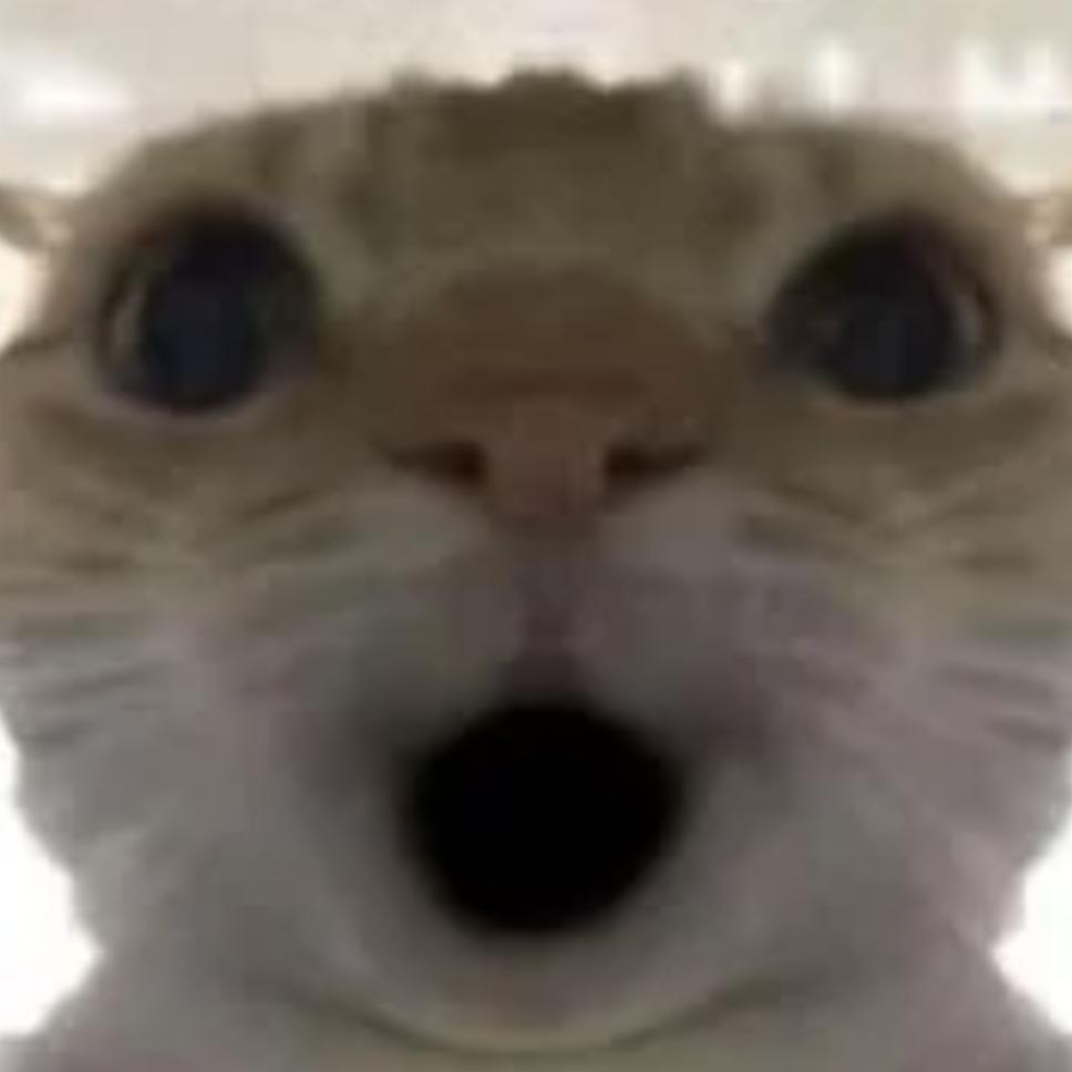 鼠鼠不怕猫