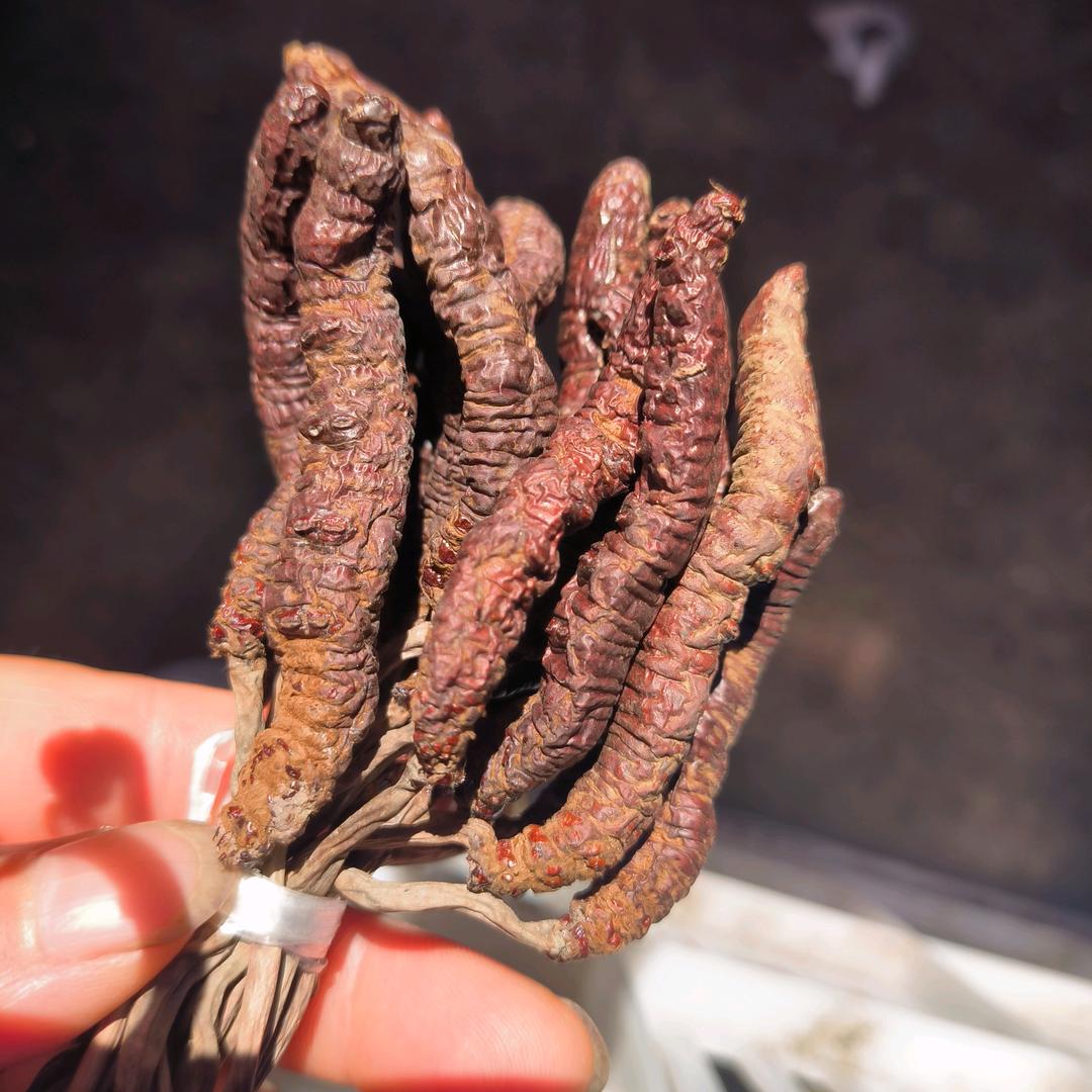 蔷薇 大凉山野生虫草