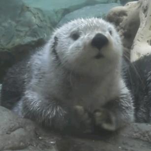 泰山下的小黄牛（㜂孞）