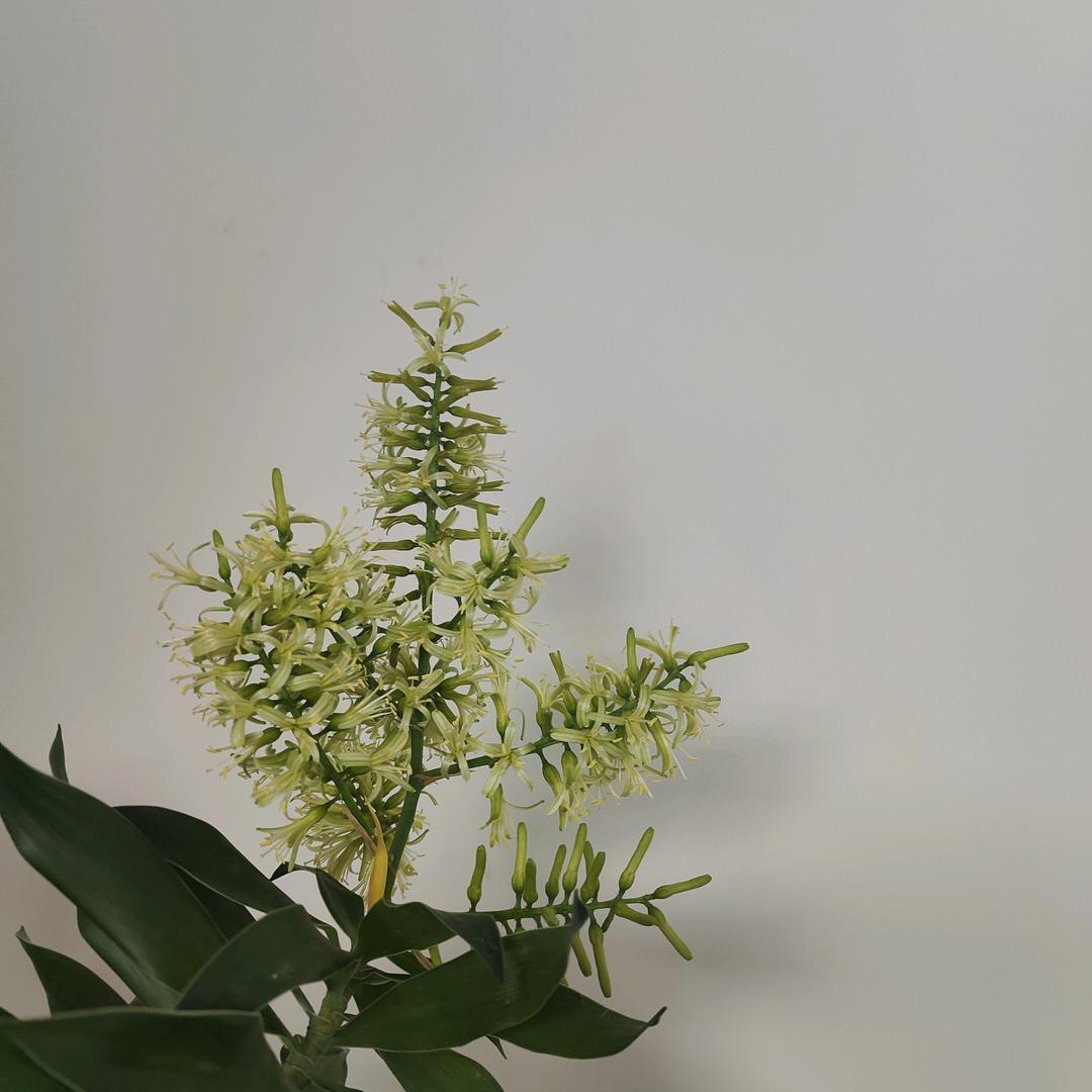 小呀么小二郎