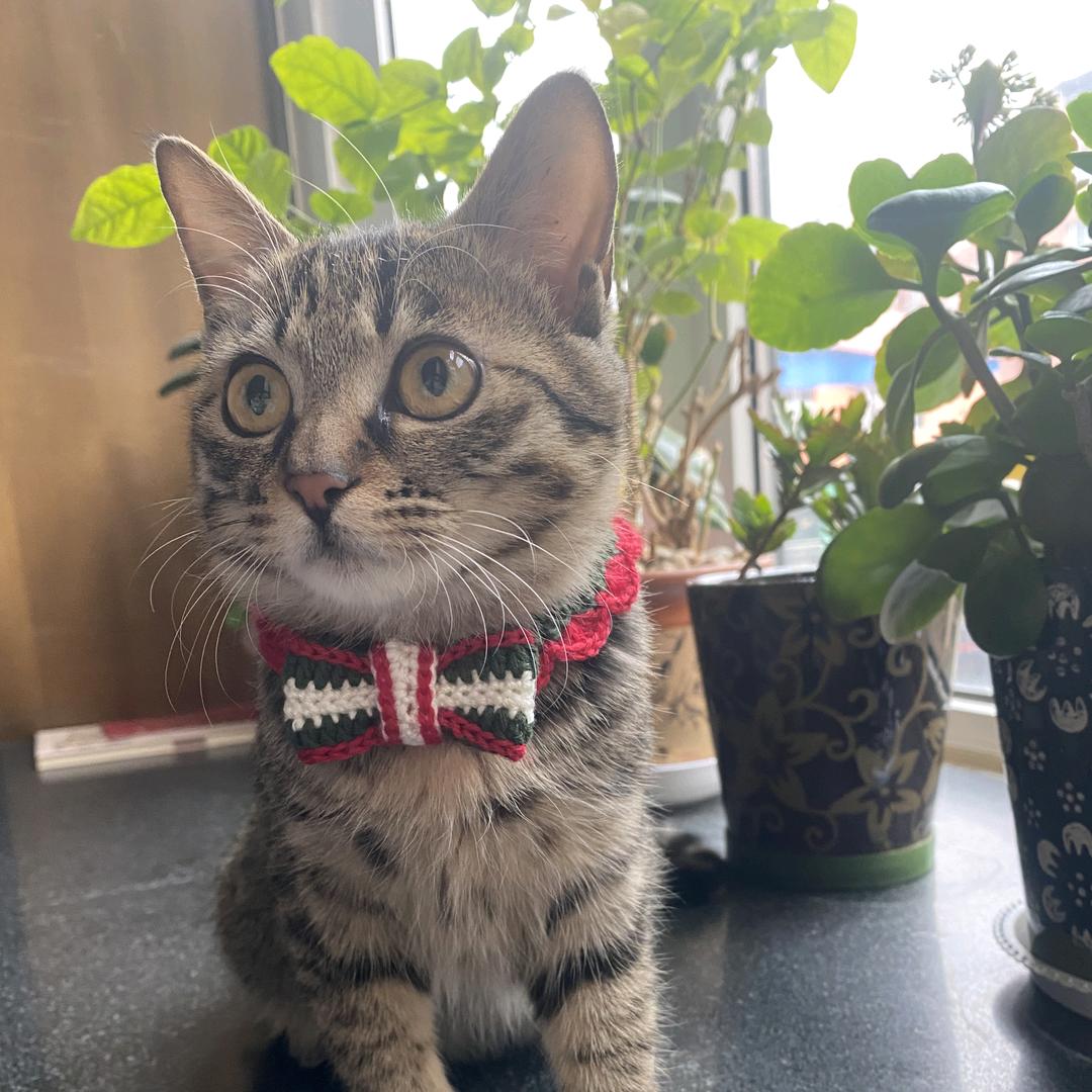 汤圆是猫咪