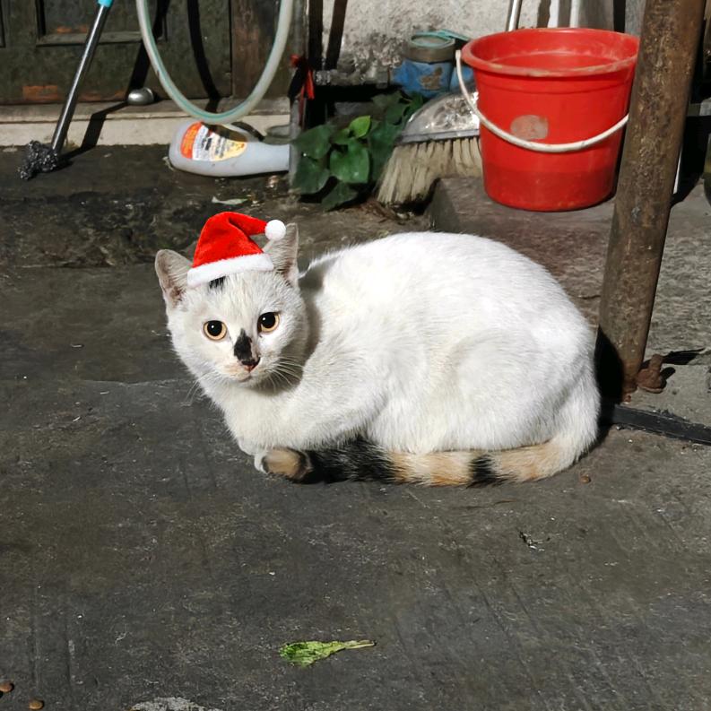 一只小玉牌