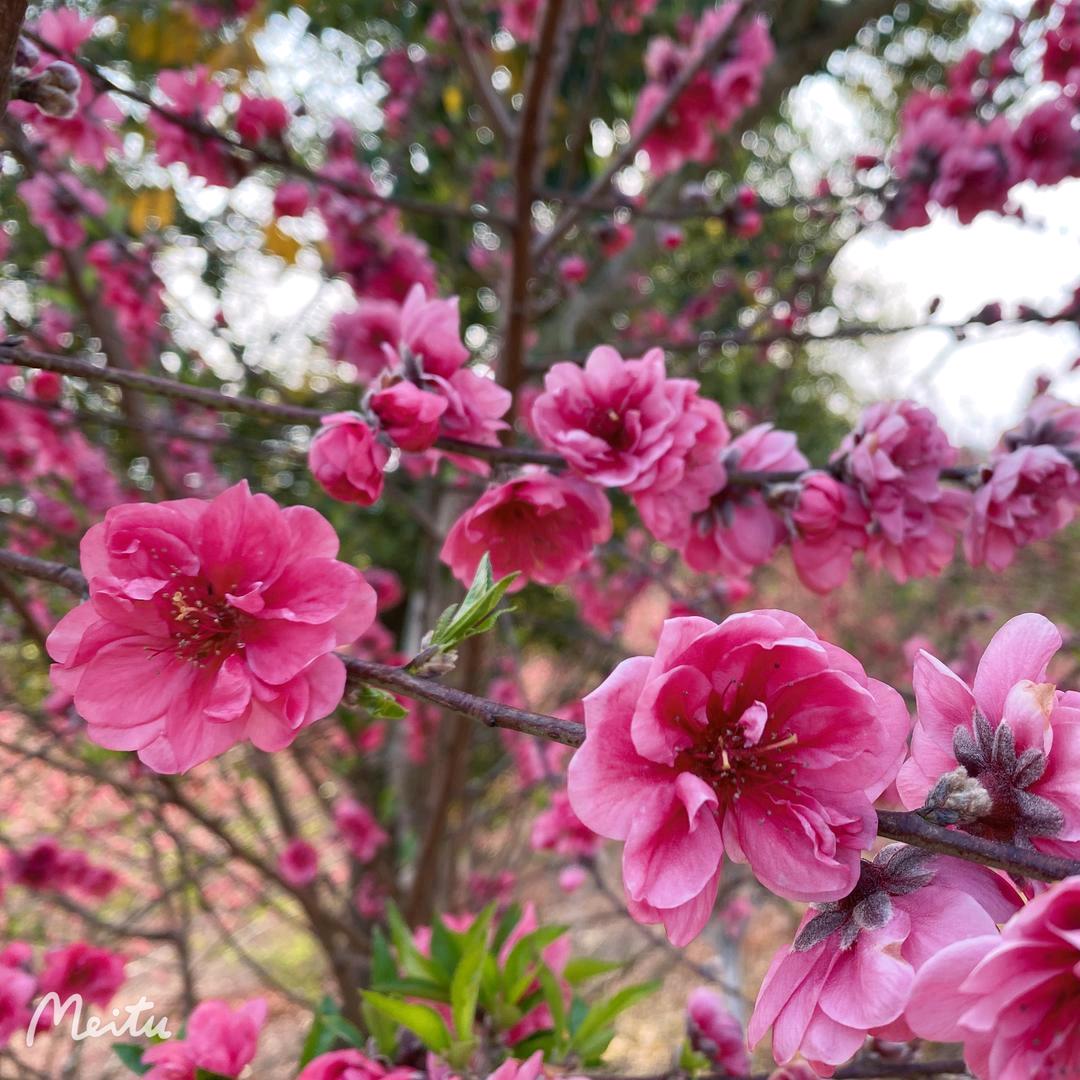 芙蓉阁歌舞飞扬🎶