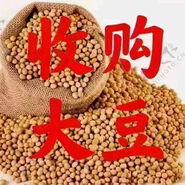 东北高蛋白大颗粒大豆