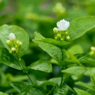 小水滴实拍本草