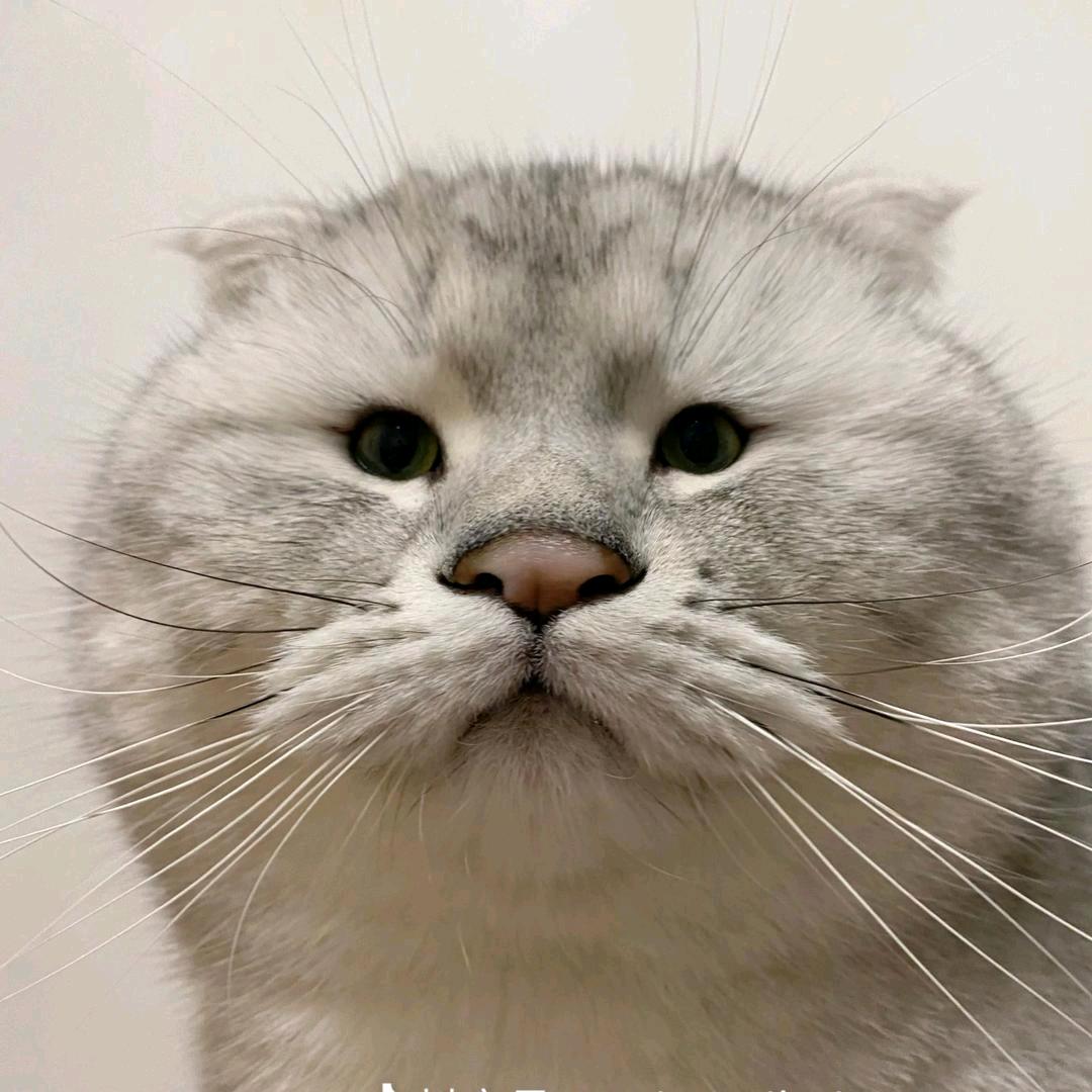 作息混乱懒猫🐱