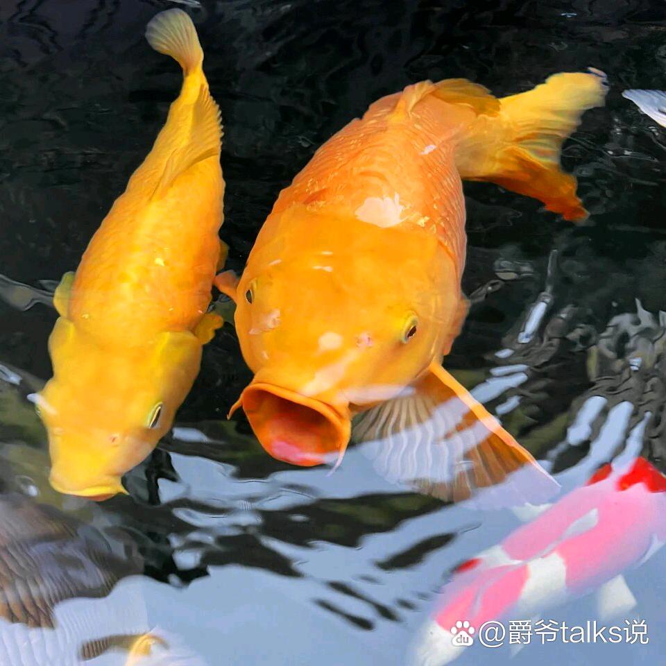 ✨🌹水清见鱼🐠🐠🐠🍎💖