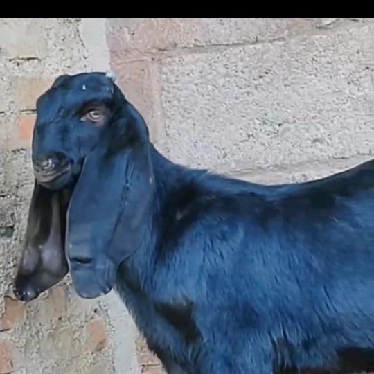 江南种羊养殖（老杨）