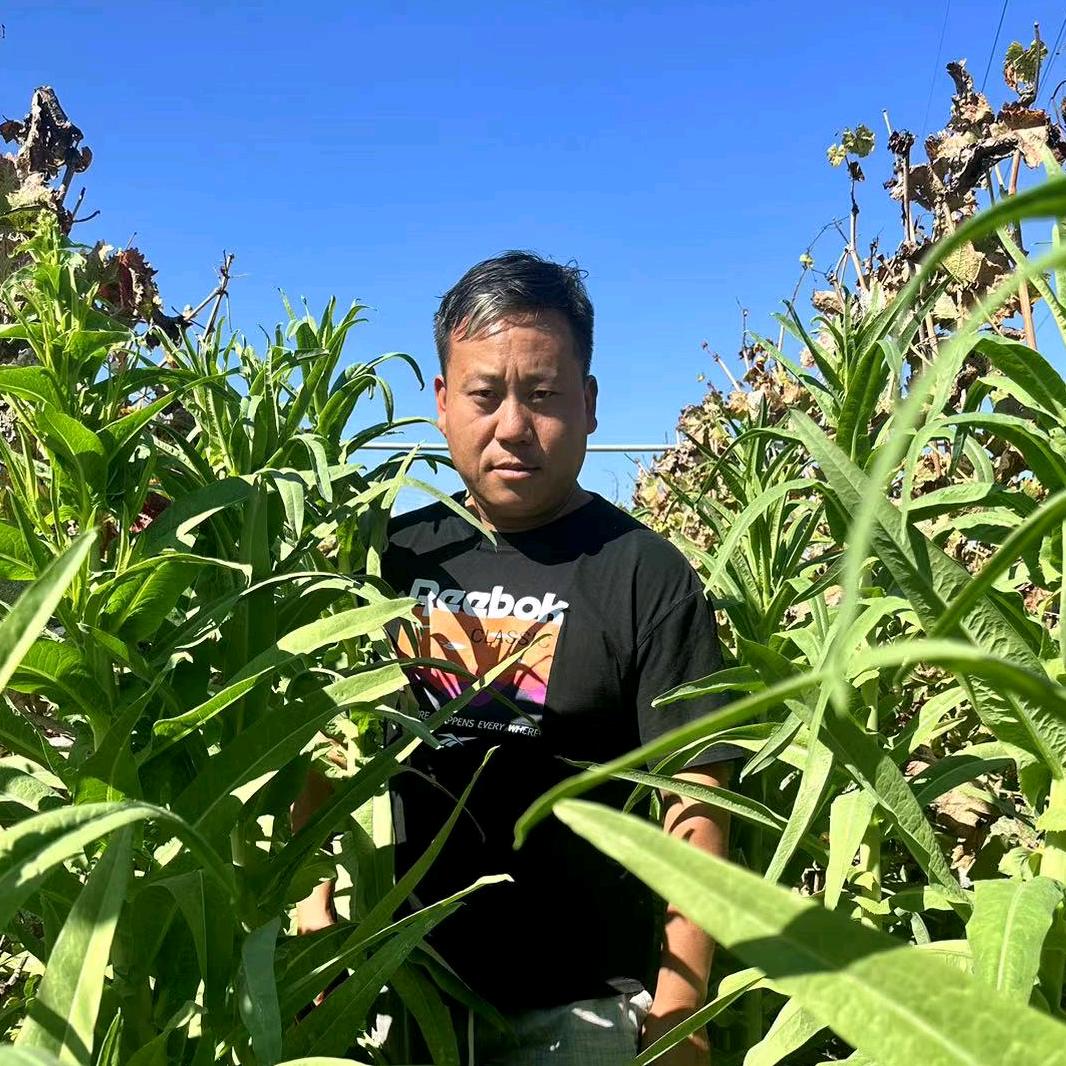 大理家哥贡菜
