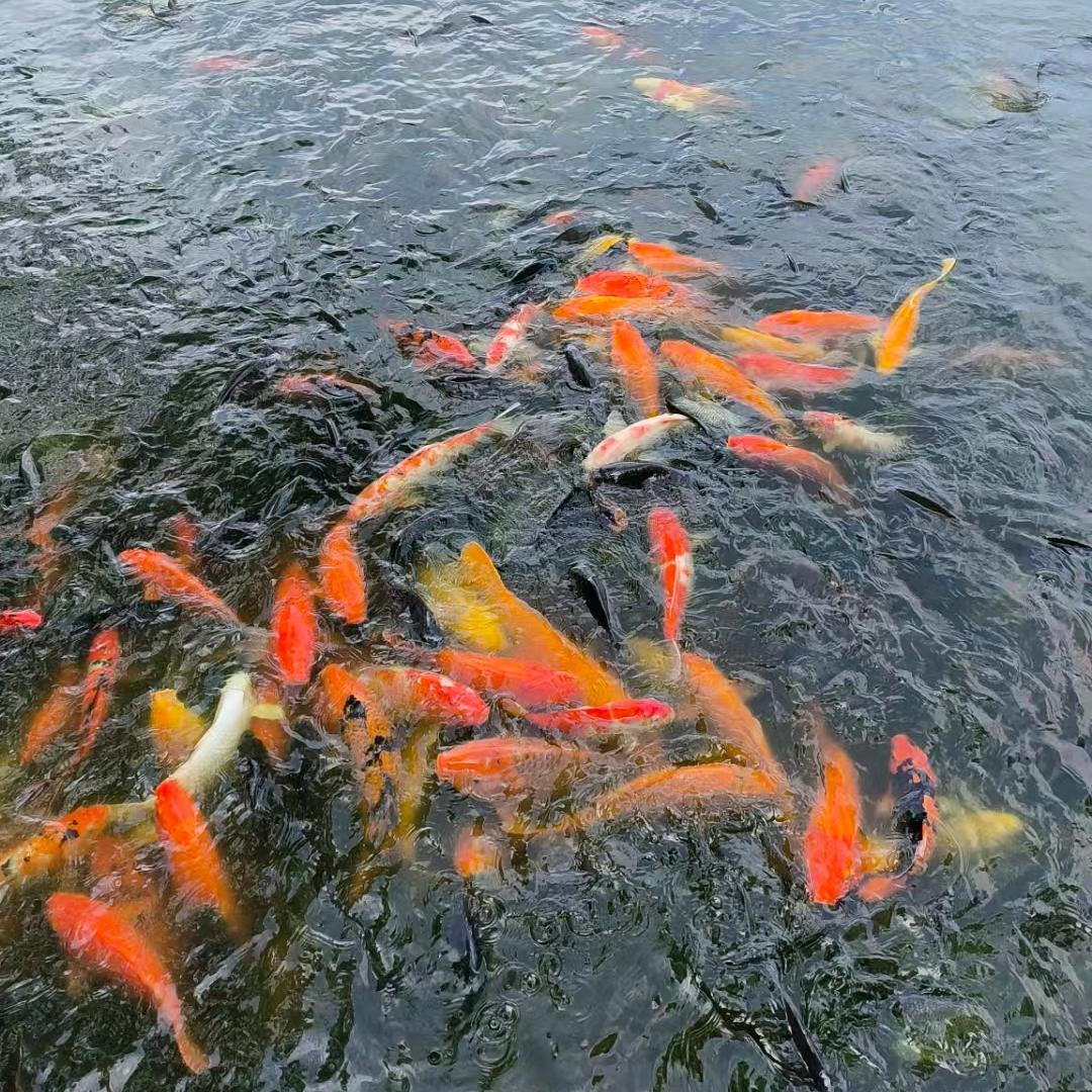 万事如意