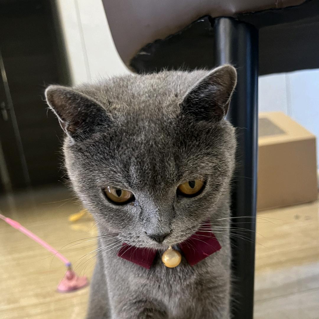 胖子是只小蓝猫