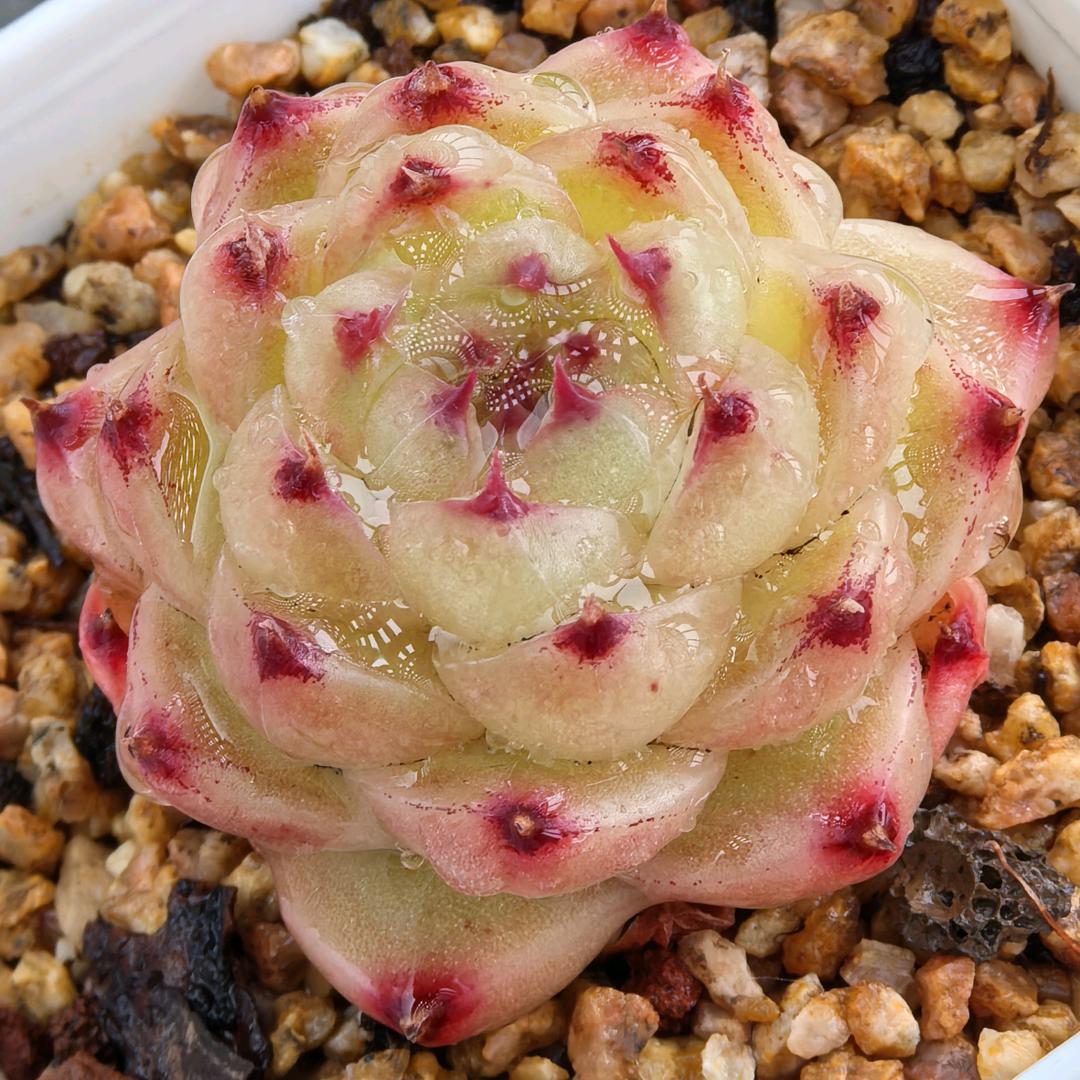 爱养多肉的小女孩