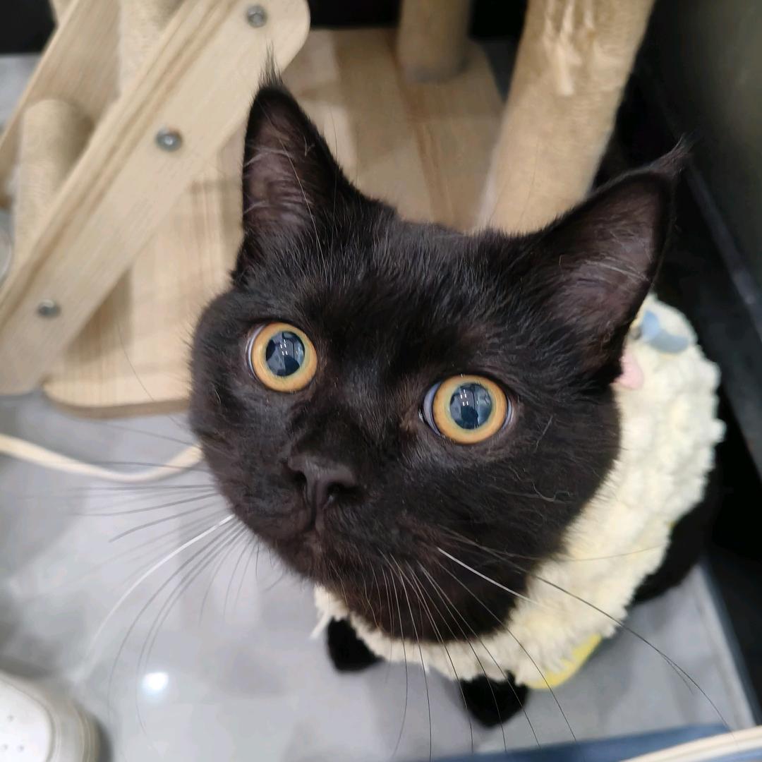 满满是只黑猫侠