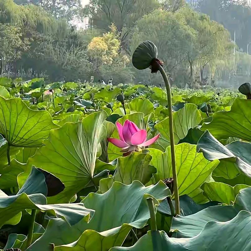 相守相爱