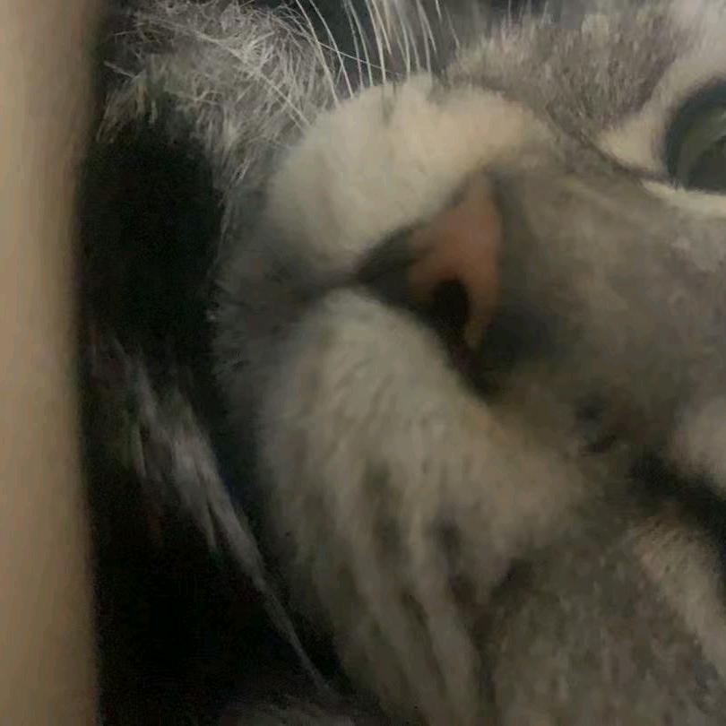 坏坏小熊