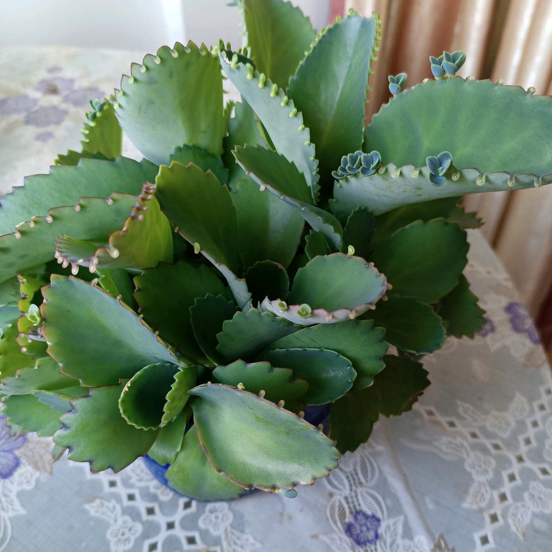 安然@简约生活馆XMG