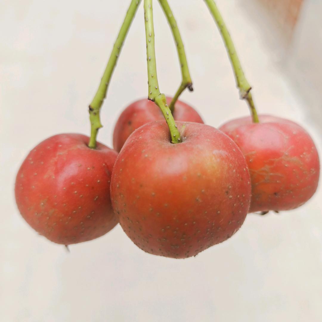 爱晨旭