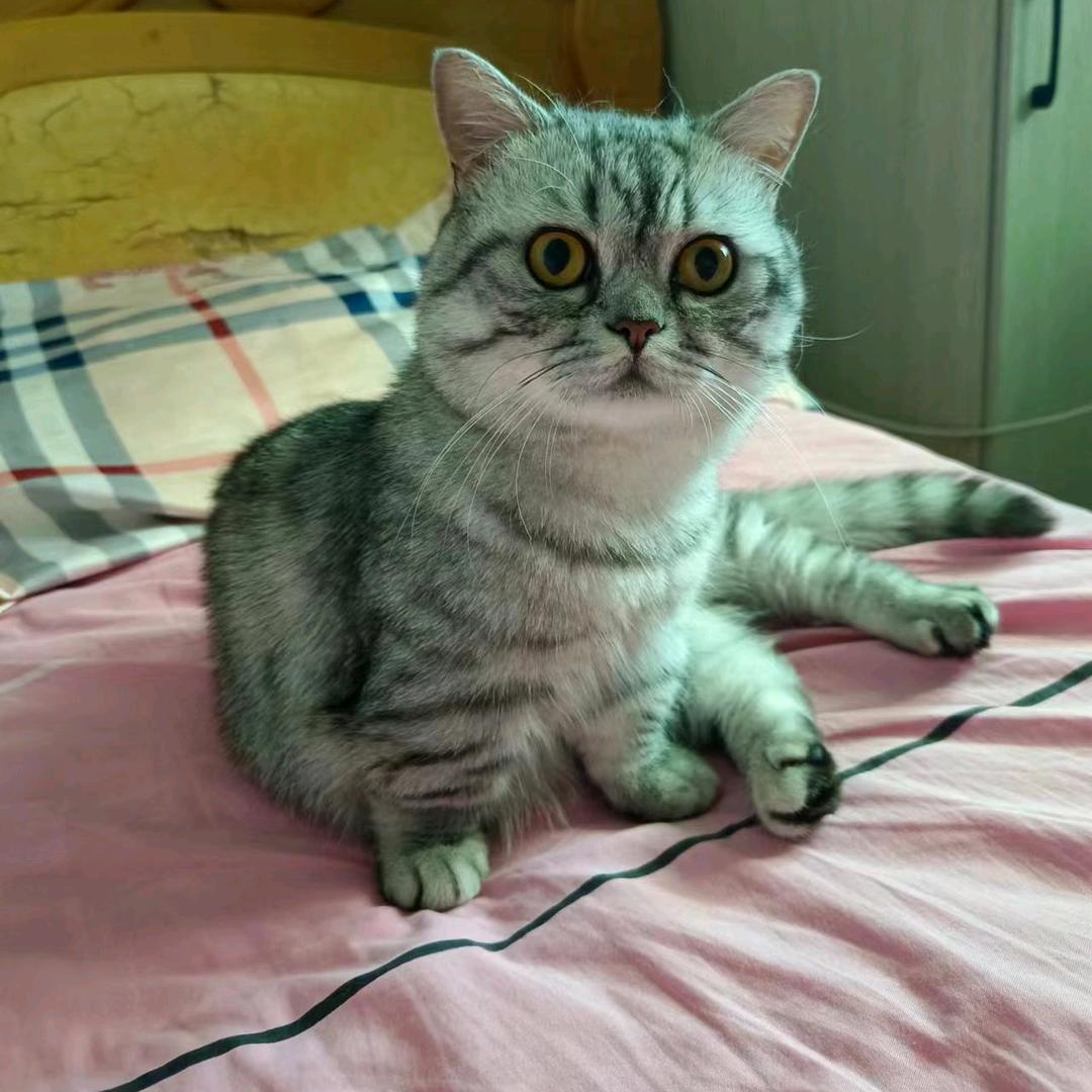 矮脚宝宝