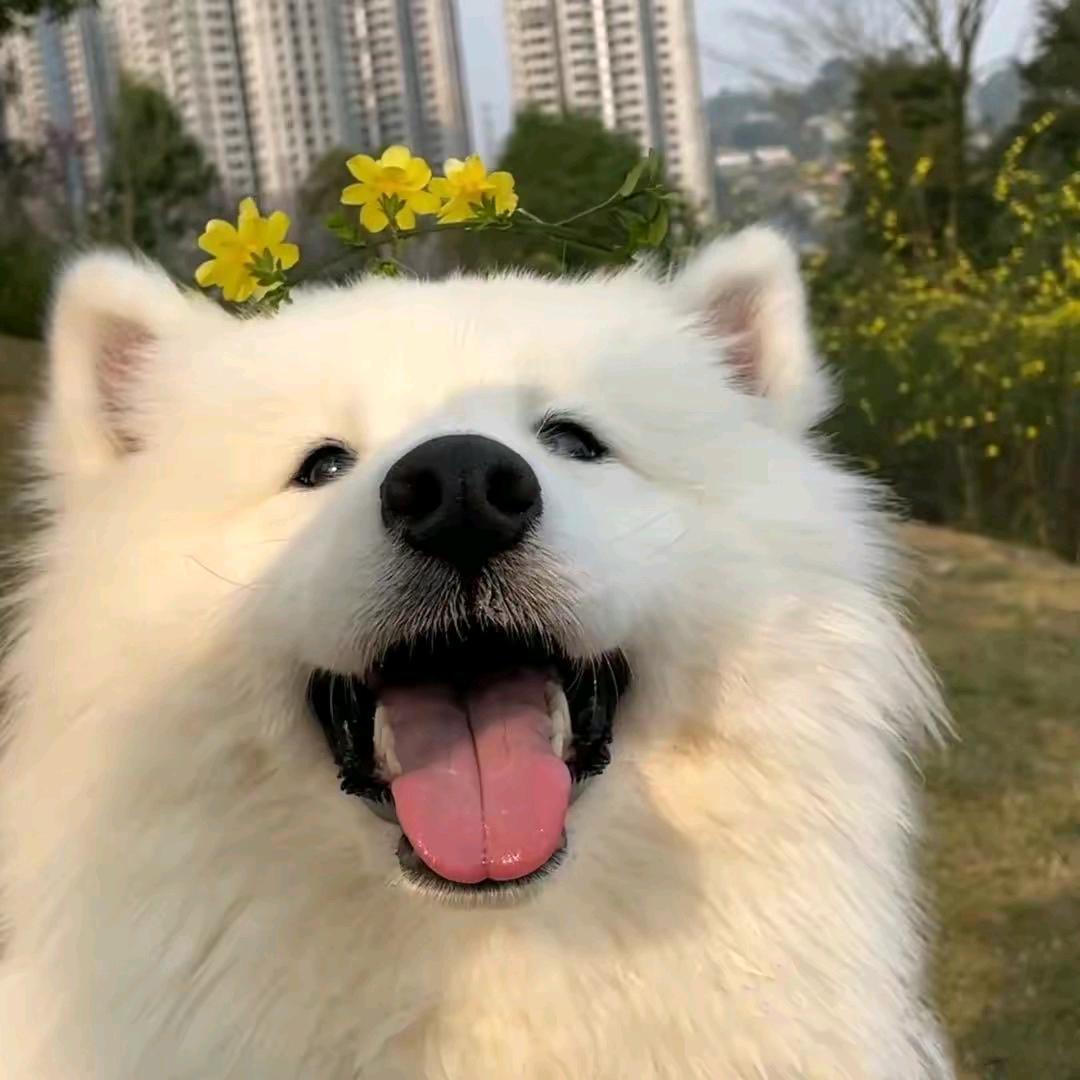 柒