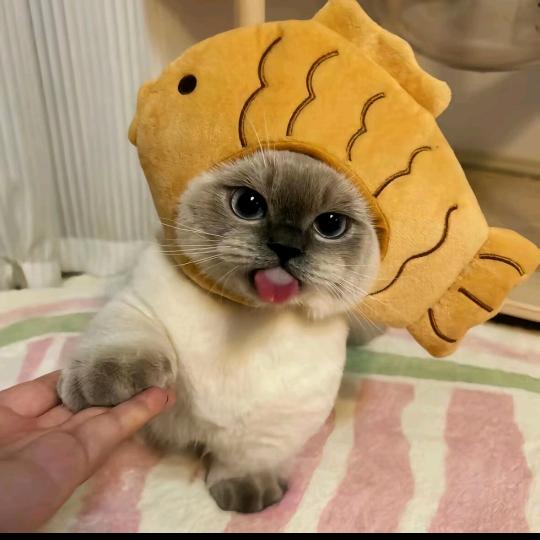 安逸（暗区突围无限）