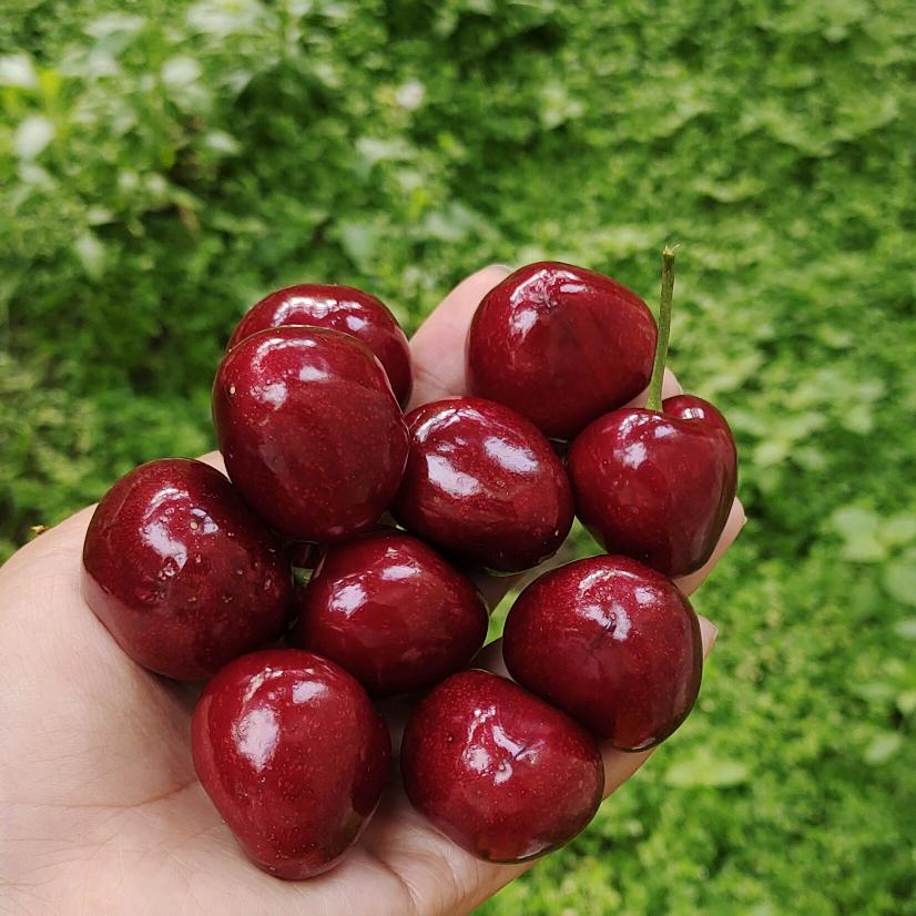 理县小周农家果园