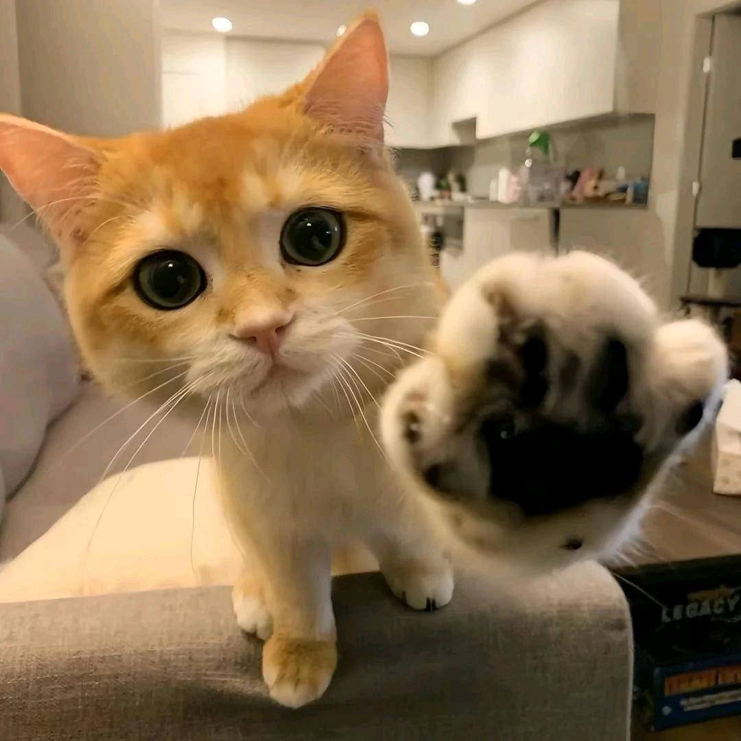 小贺大王